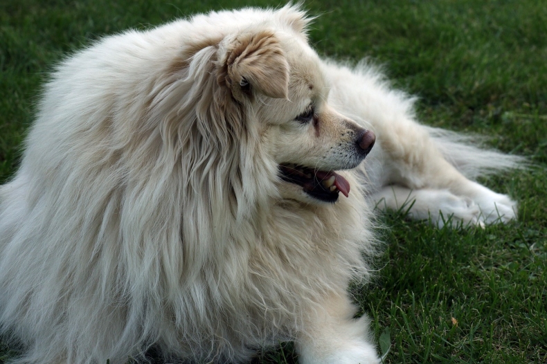 pes lezi na trave