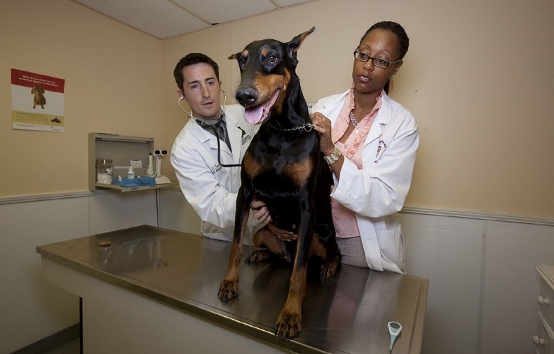 pes u veterinare