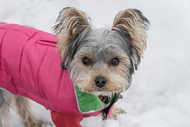 pes v zim zimn oblek pro psa