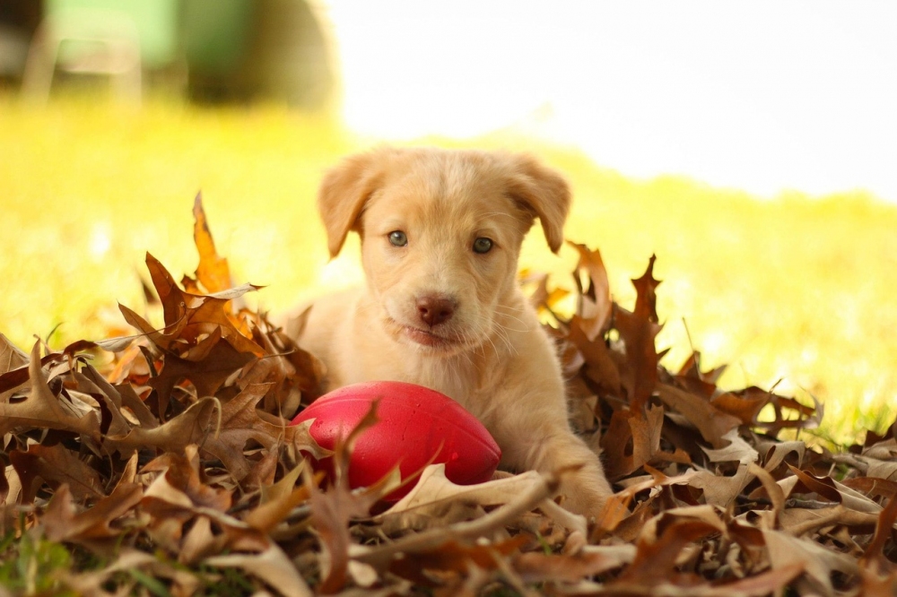 Podzimn prevence psa u veterine, aneb na co nezapomenout?