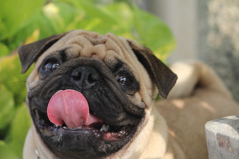 pug-2498523_1280