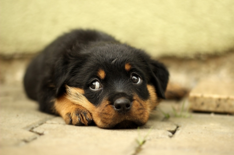 rottweiler-869018_1920