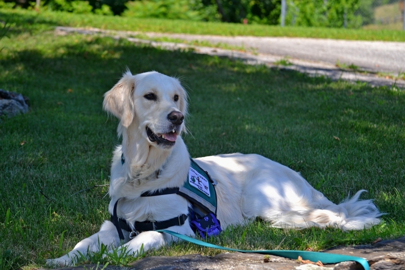 service-dog-2098366_1280