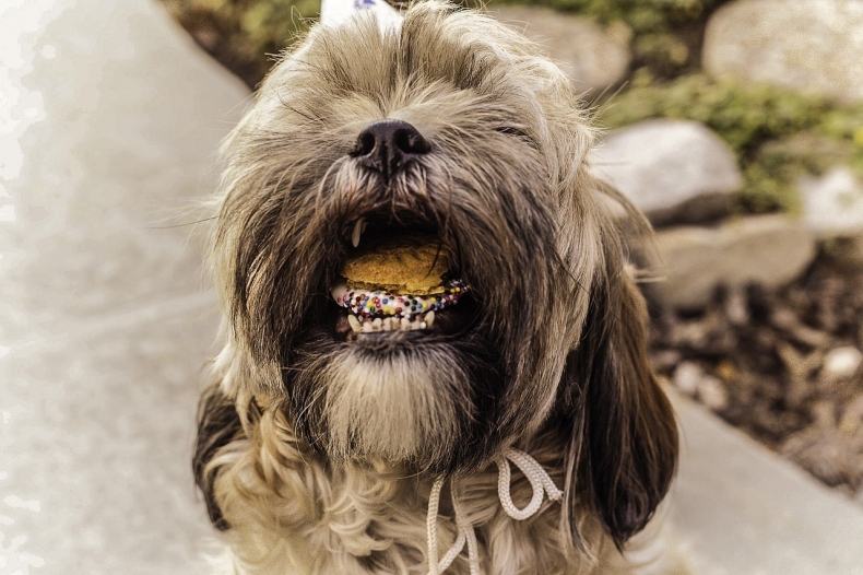 shihtzu-841493_1280