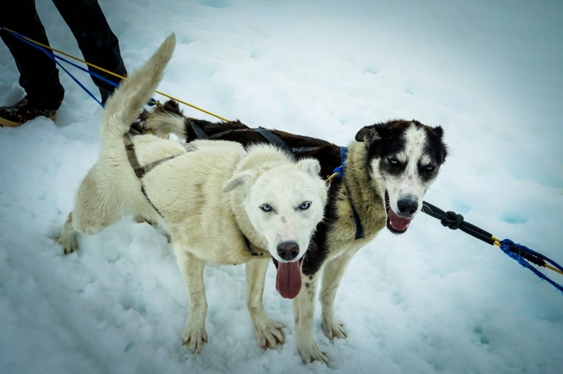 sled-dogs-363702_1920