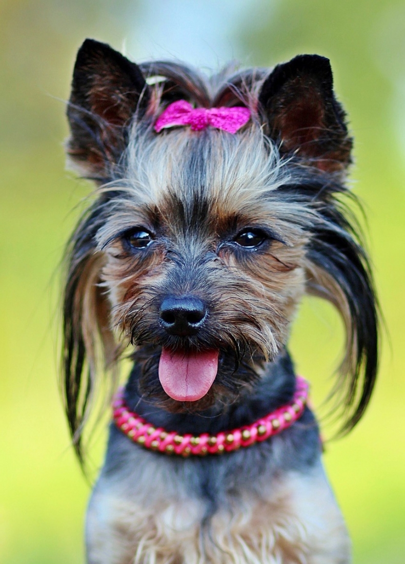 yorkie-1395174_1920