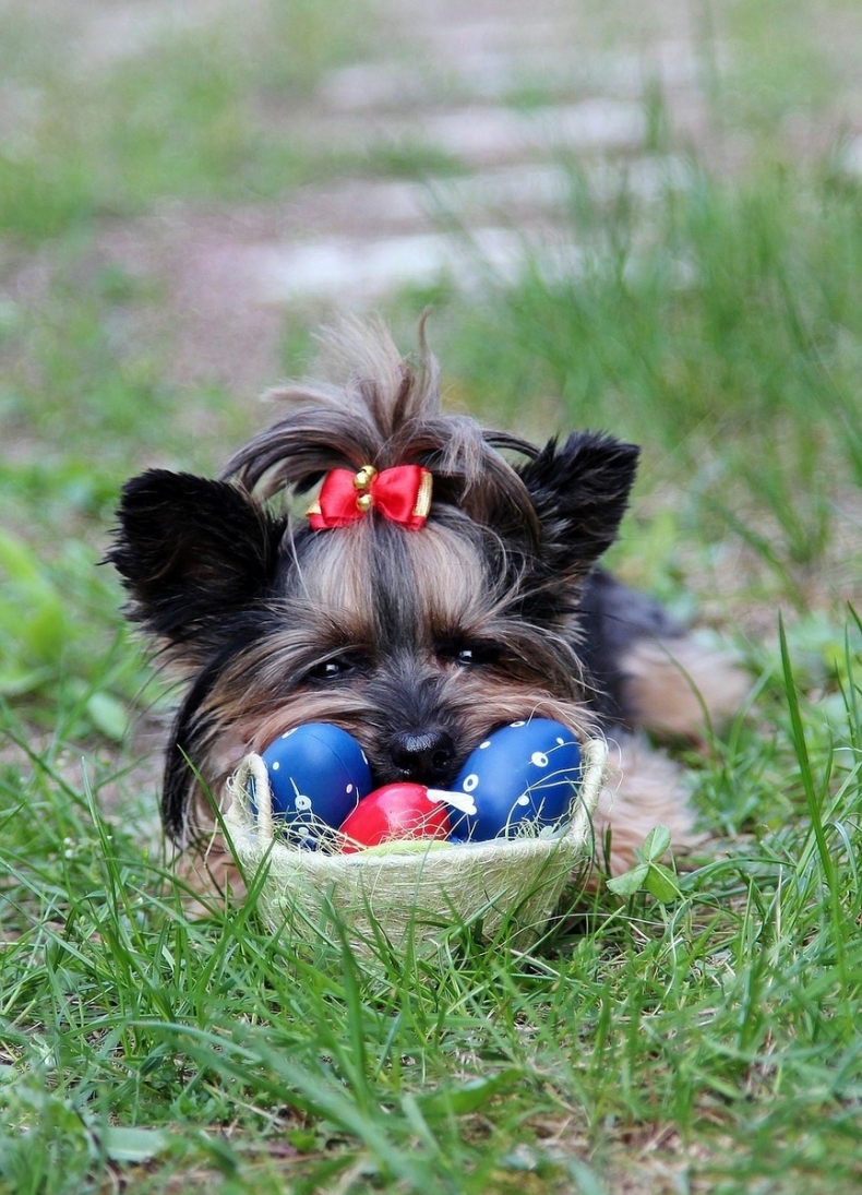 yorkie-2390552_1280