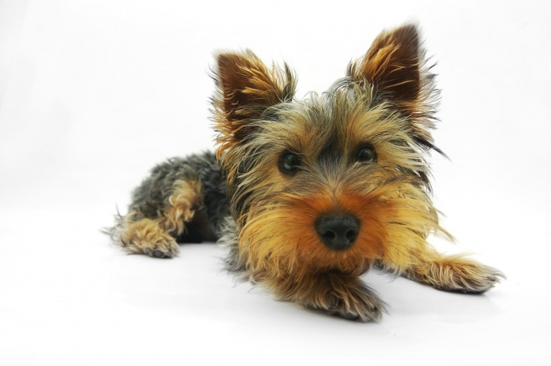 yorkshire-terrier-790361_1280