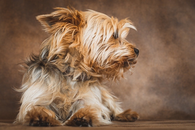 yorkshire-terrier-jorkr pes nepousti chlupy